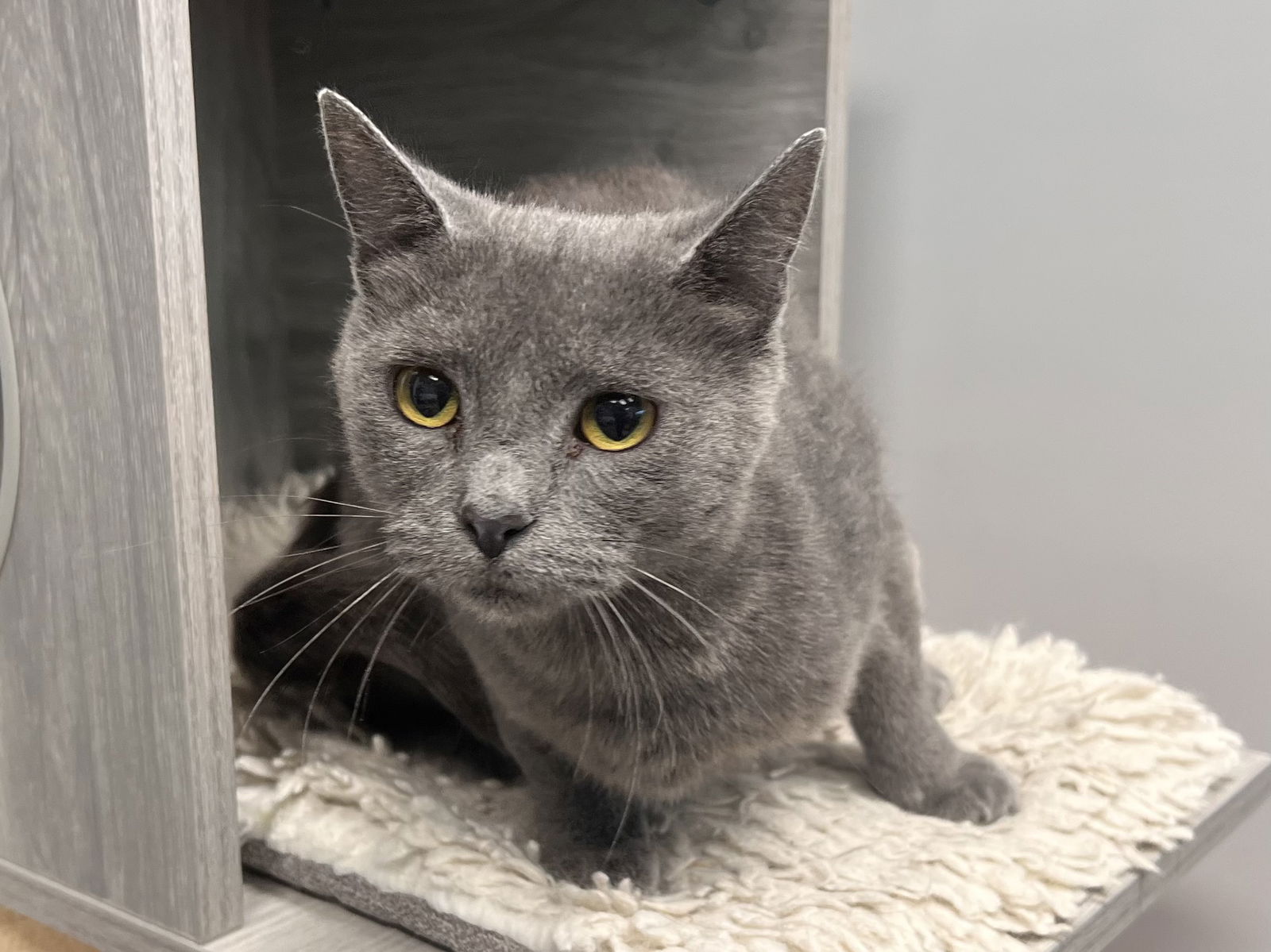 adoptable Cat in Georgetown, KY named Misty