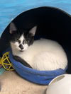 adoptable Cat in , KY named Miranda