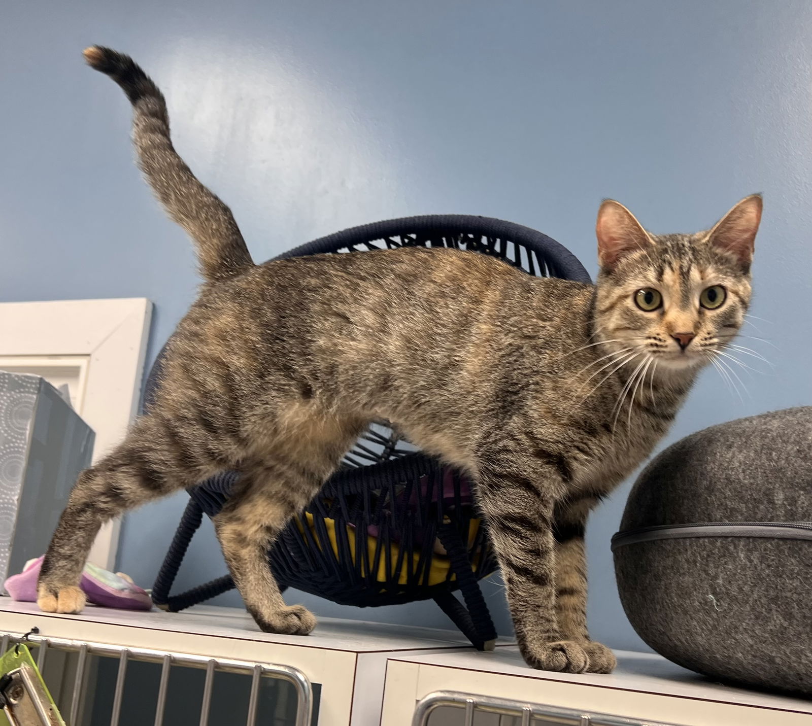 adoptable Cat in Georgetown, KY named Carrie