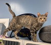 adoptable Cat in  named Carrie