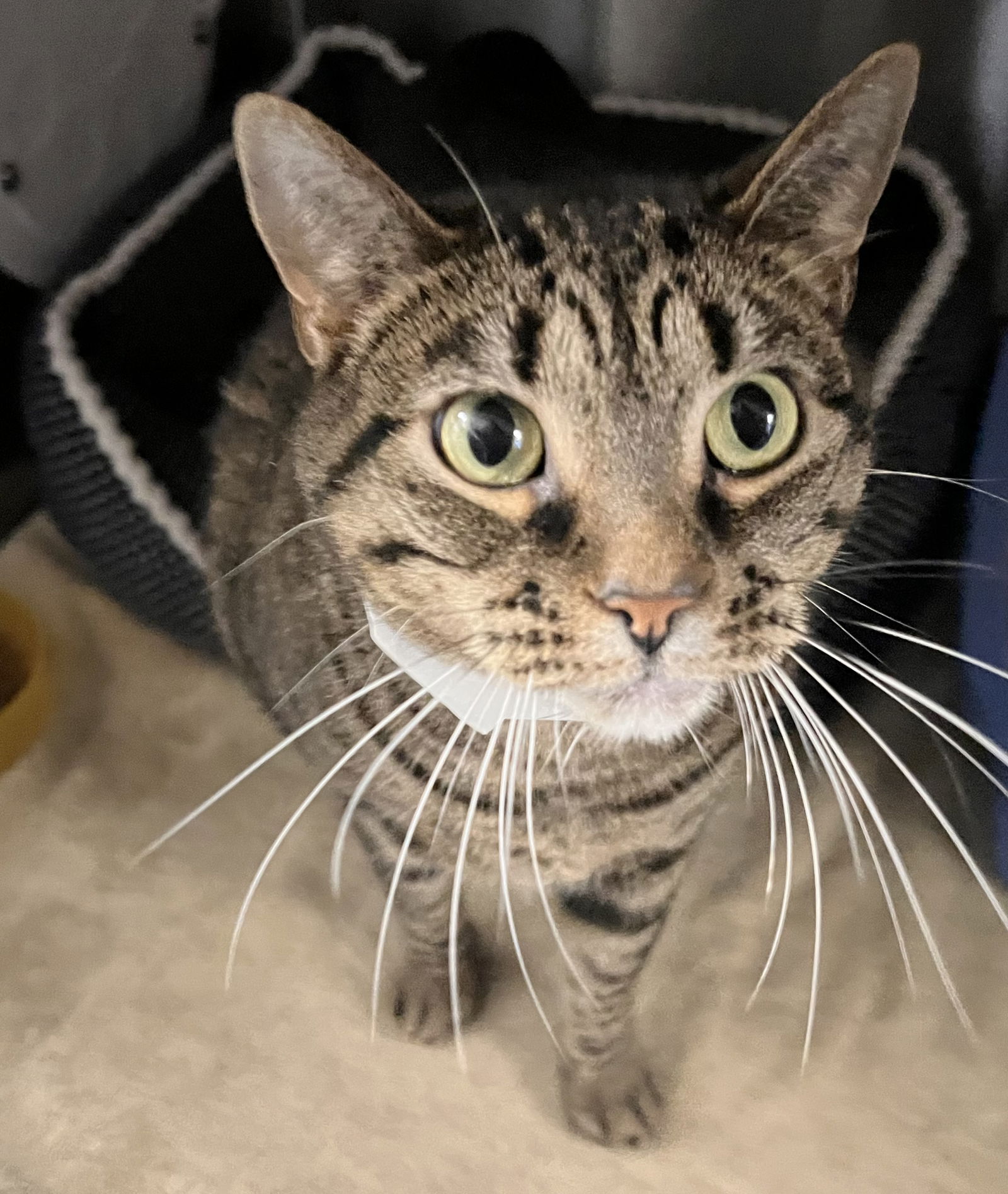adoptable Cat in Georgetown, KY named Tubby Tabby