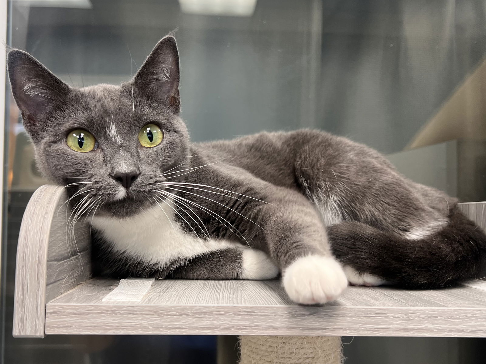 adoptable Cat in Georgetown, KY named Cabbage
