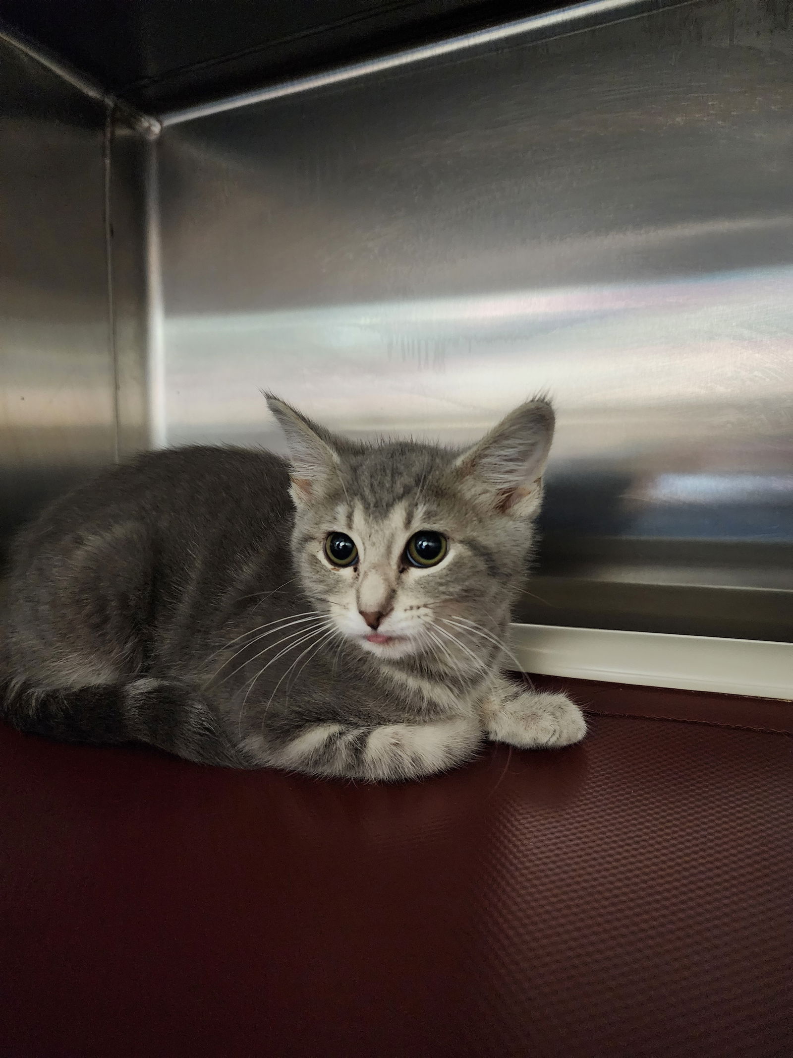 adoptable Cat in Georgetown, KY named Palia
