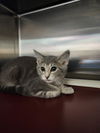 adoptable Cat in  named Palia