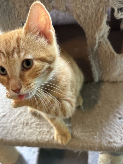 Butterscotch