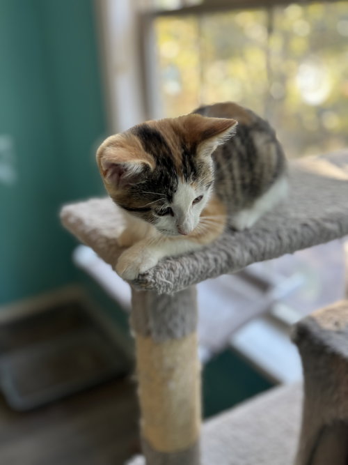 Moxie
