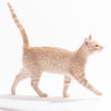 adoptable Cat in  named Clove Bitty