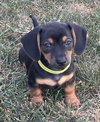 Ryder