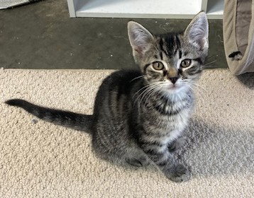Francisco