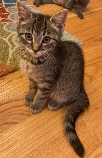 Franklin (FSG)