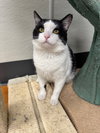 Dean Domino- Must Apply in Person