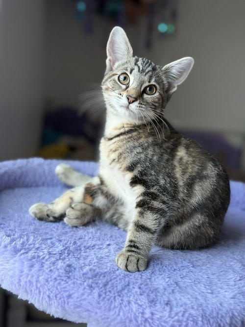 Dutchess