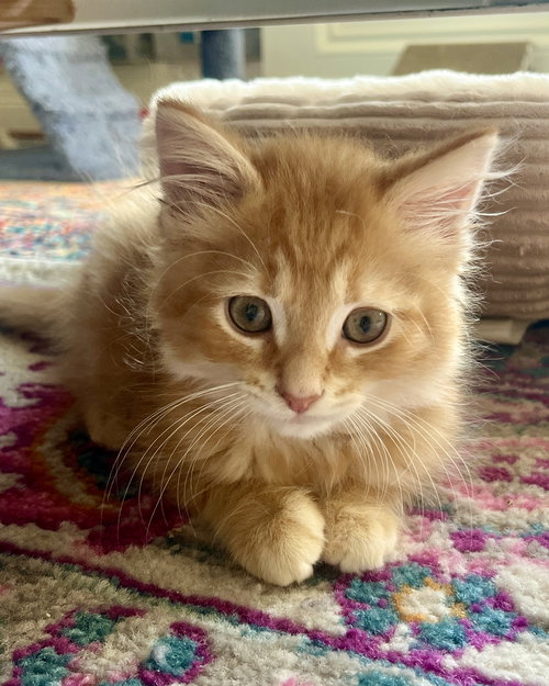 Cheese Puff