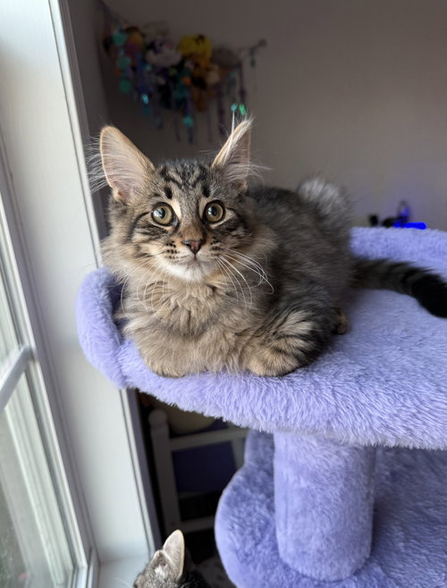 Gus Gus
