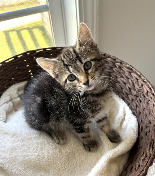 Simba