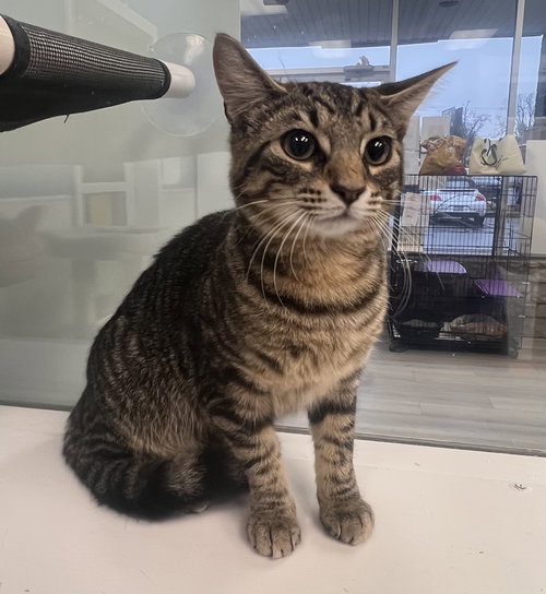 THUMPER - Tabby / Domestic Short Hair available for adoption