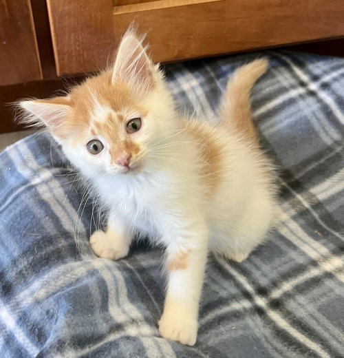 Peach Tango