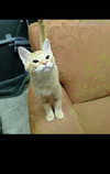 Pippin