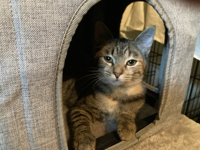 Tabitha Image