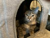Tabitha