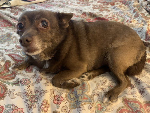 Frankie