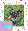 Sky