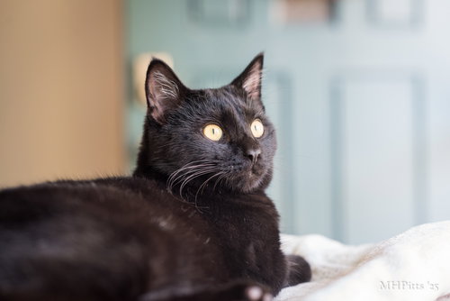 Pedro Purrscal