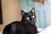 Pedro Purrscal