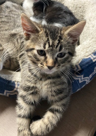 JULIAN - Tabby / Domestic Short Hair available for adoption