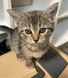 Kaylee