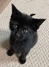 Kaia