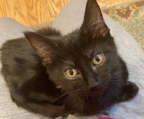 Kaia