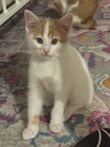 Kenton