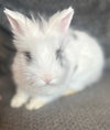 Mochi