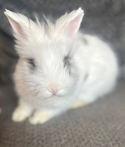 Mochi