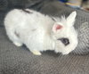 Mochi