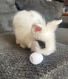 Mochi