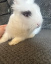Mochi