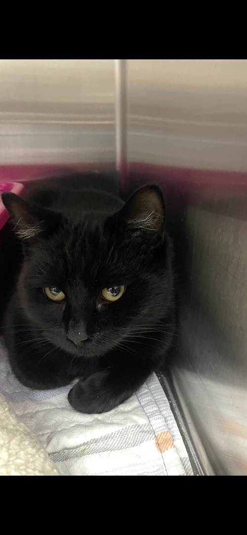 Onyx
