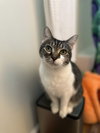 Ramona