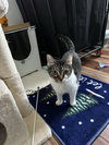 Ramona