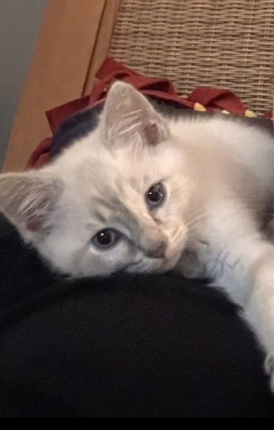 Maren Image