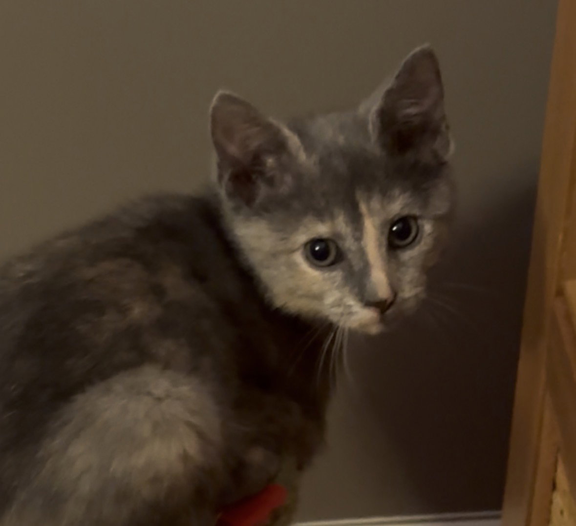Mila Image