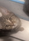 Piper