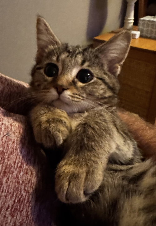 Piper