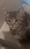 Phoebe
