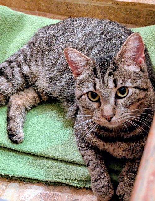 Nutmeg