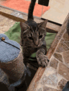 Nutmeg