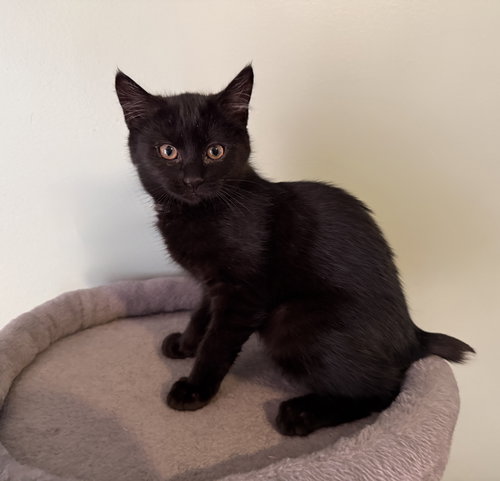 Farah, an adoptable Bombay in Georgetown, KY