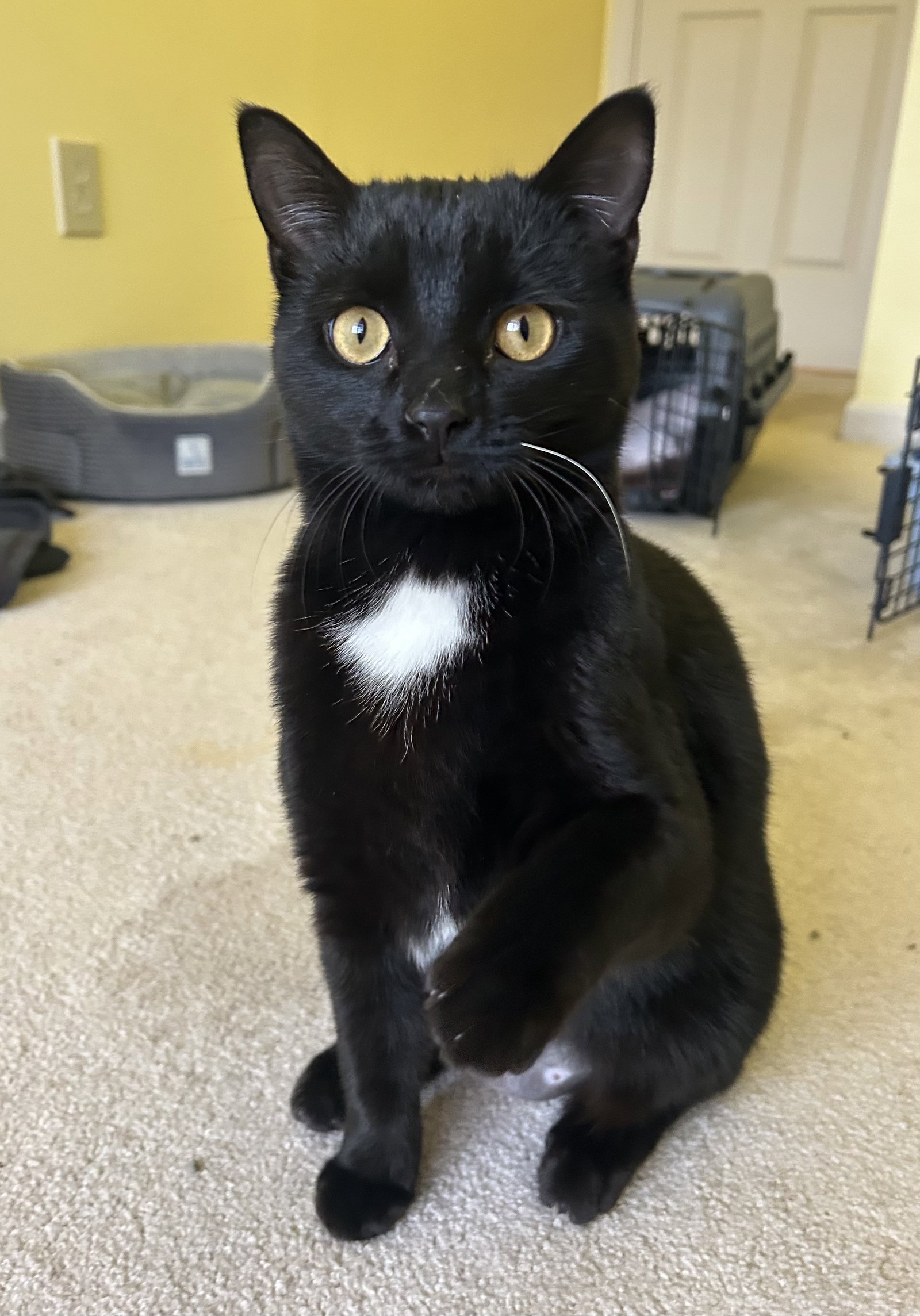Truffle (PS) Image